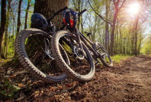 mountain-bikes-forest