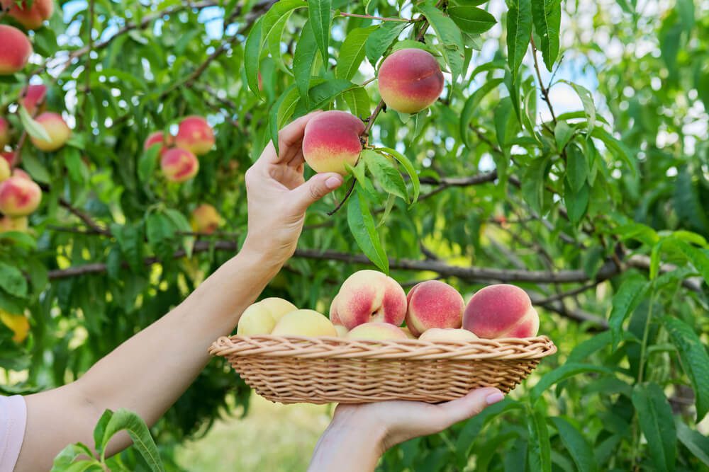 Visit a local orchard in Fredericksburg to pick peaches.